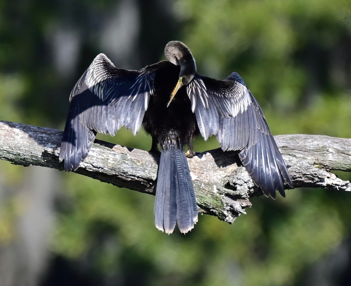 Anhinga - ML646410192