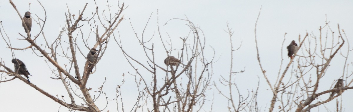 Northern Flicker - ML646410194
