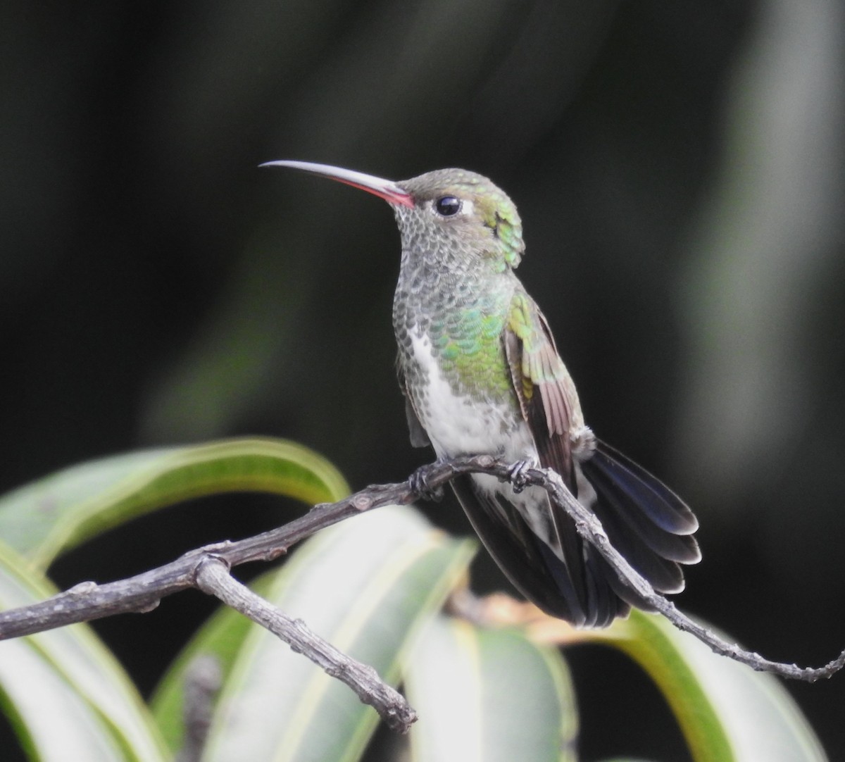 Glittering-throated Emerald - ML646410196