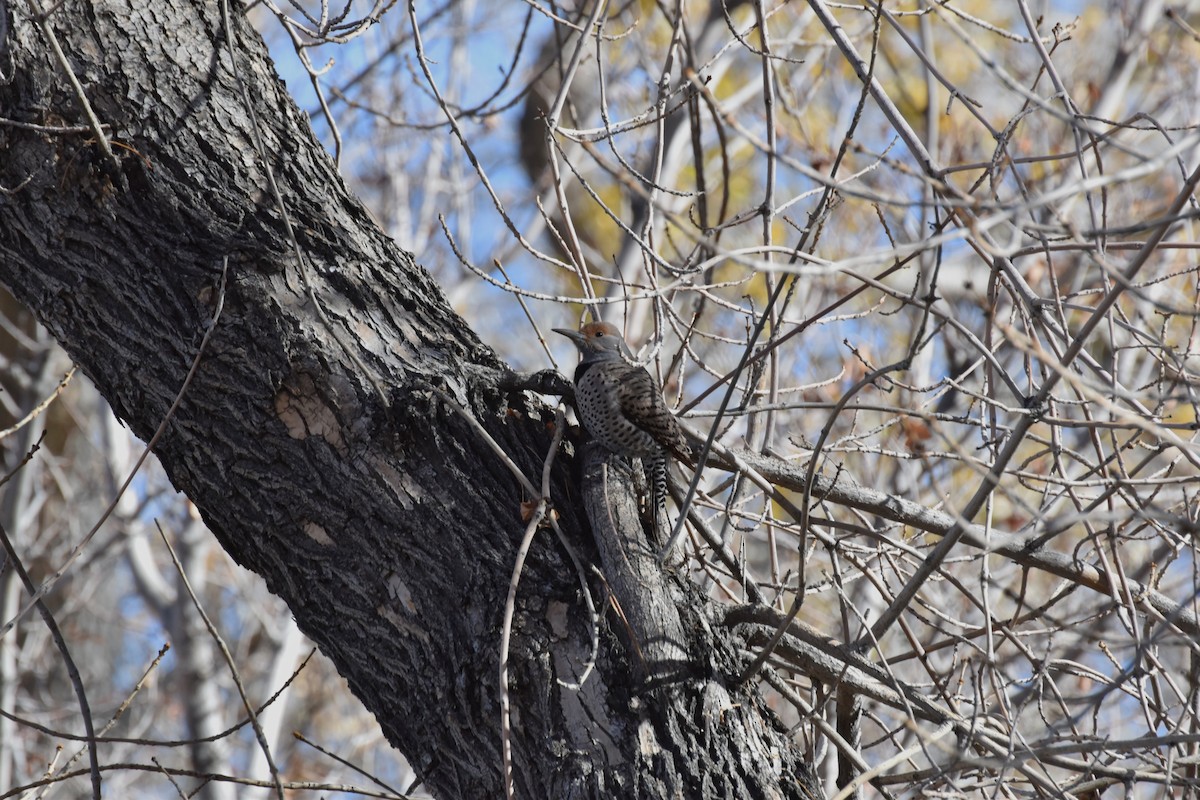 Northern Flicker - ML646410197