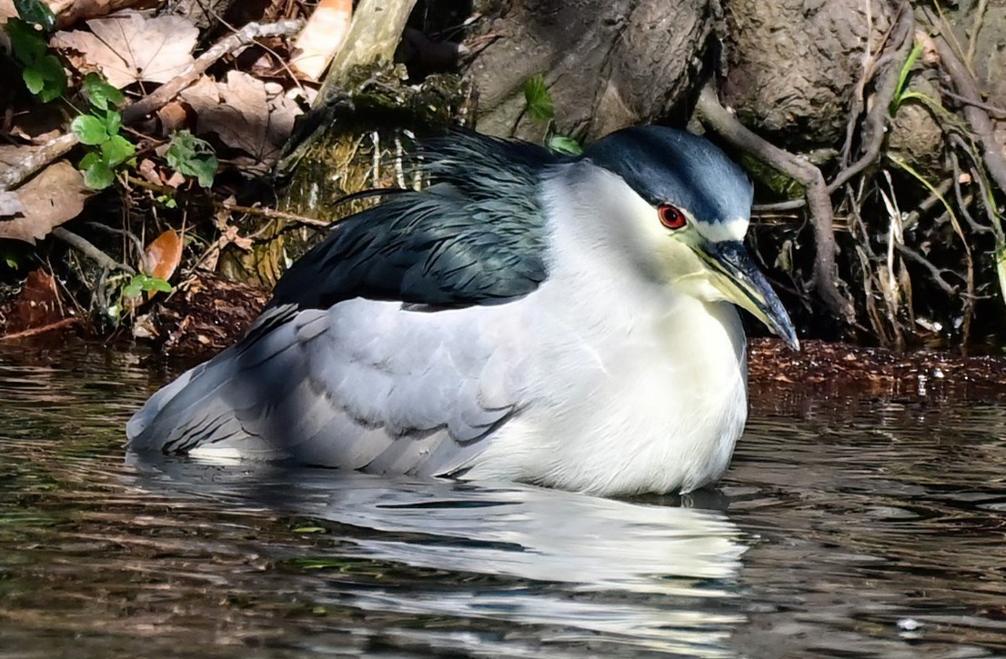 夜鷺 - ML646410198