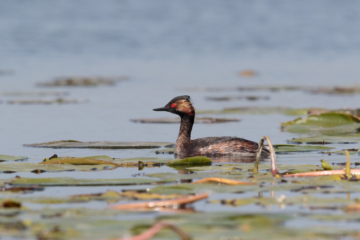 黑頸鸊鷉 - ML646410199