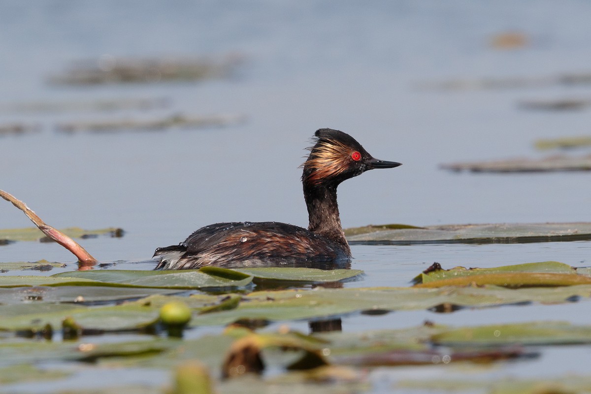 黑頸鸊鷉 - ML646410200