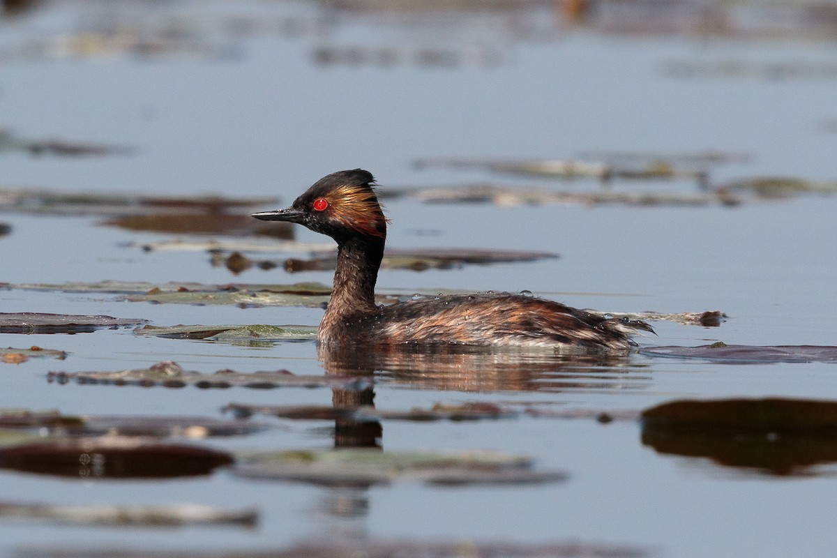 黑頸鸊鷉 - ML646410201