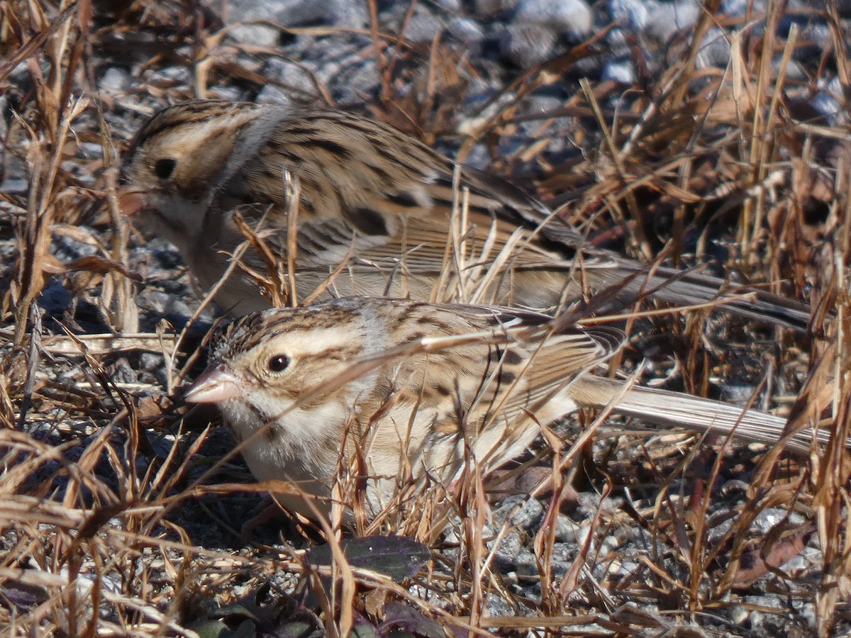 Clay-colored Sparrow - ML646410202