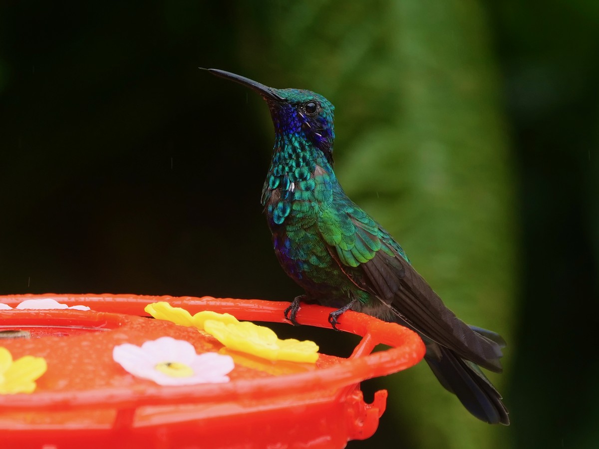 Sparkling Violetear - ML646410203