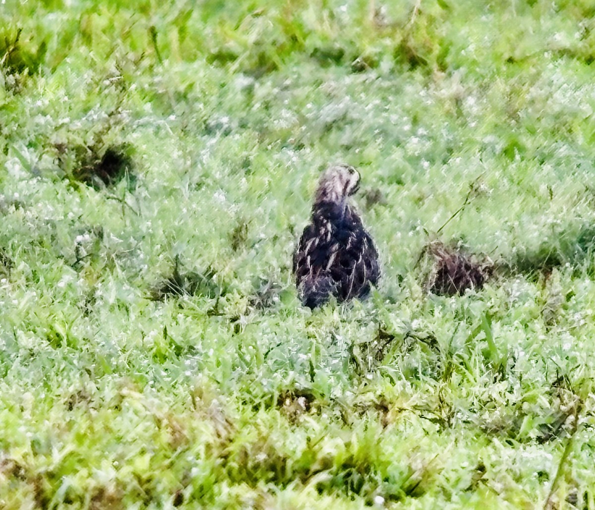 Wilson's Snipe - ML646410204