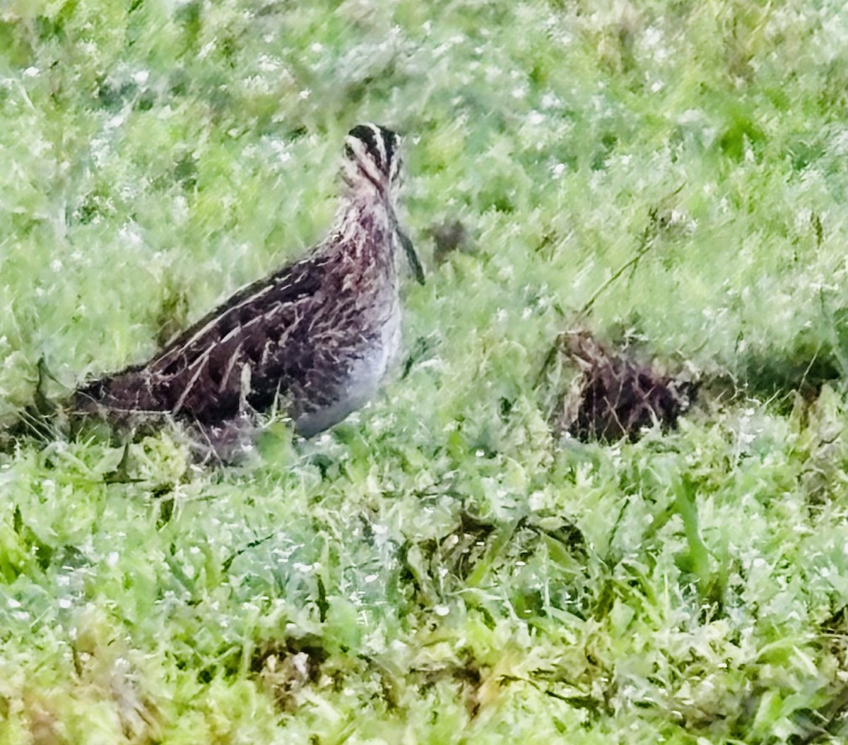 Wilson's Snipe - ML646410205
