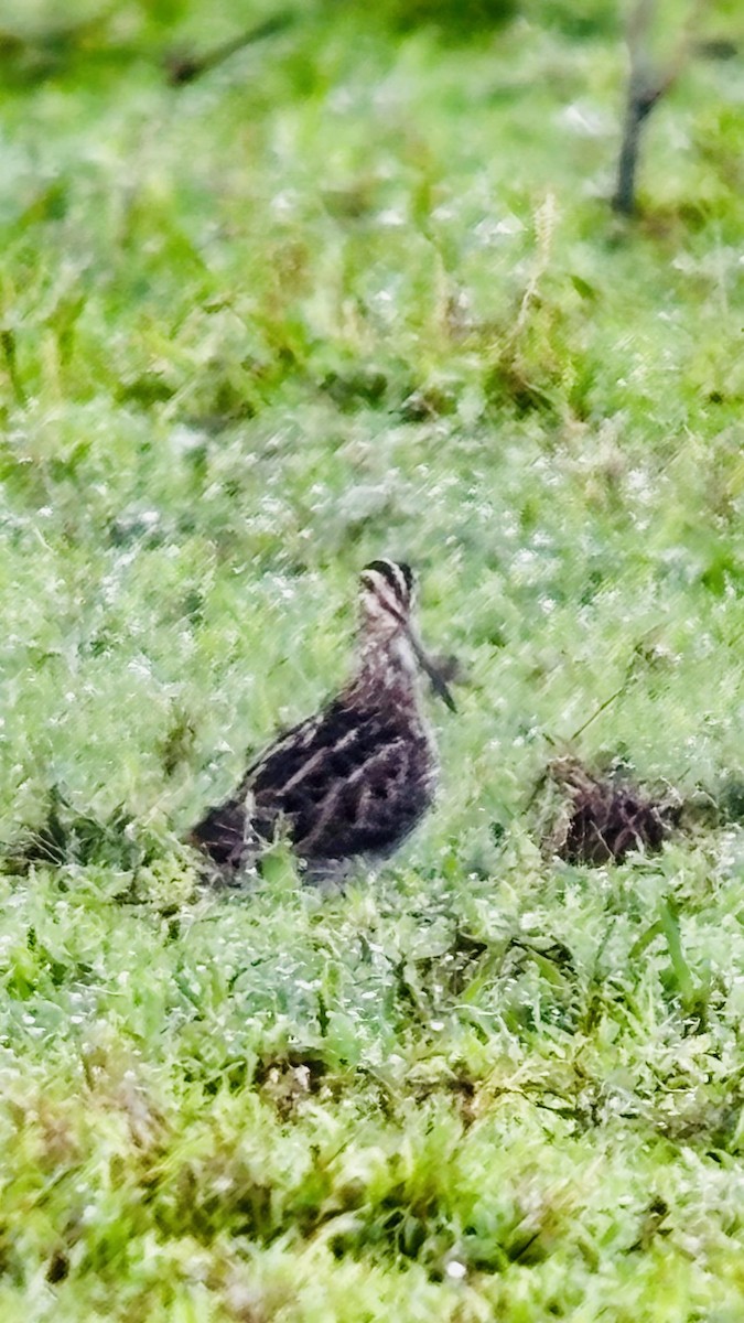 Wilson's Snipe - ML646410206