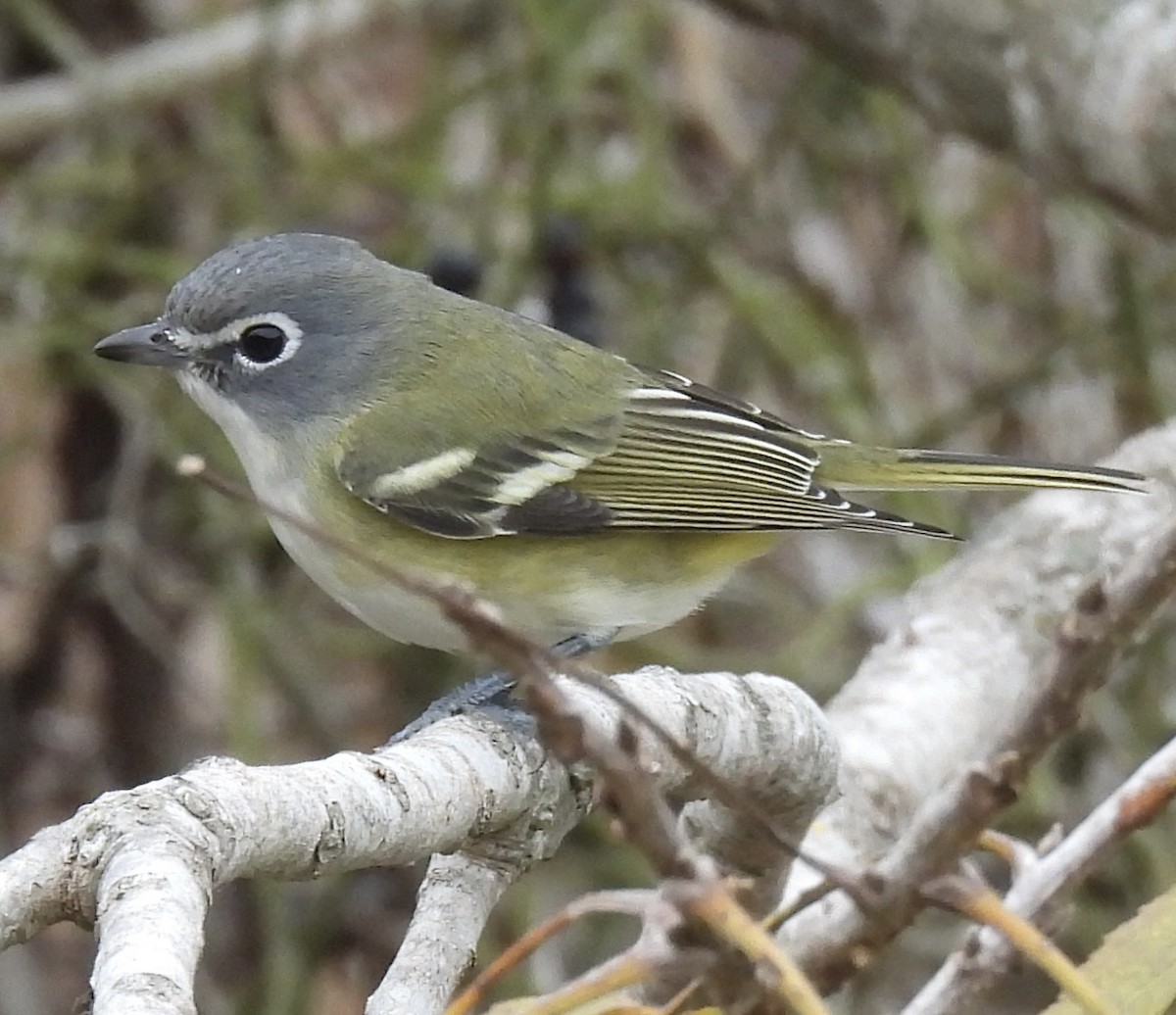 フタスジモズモドキ - ML646410208