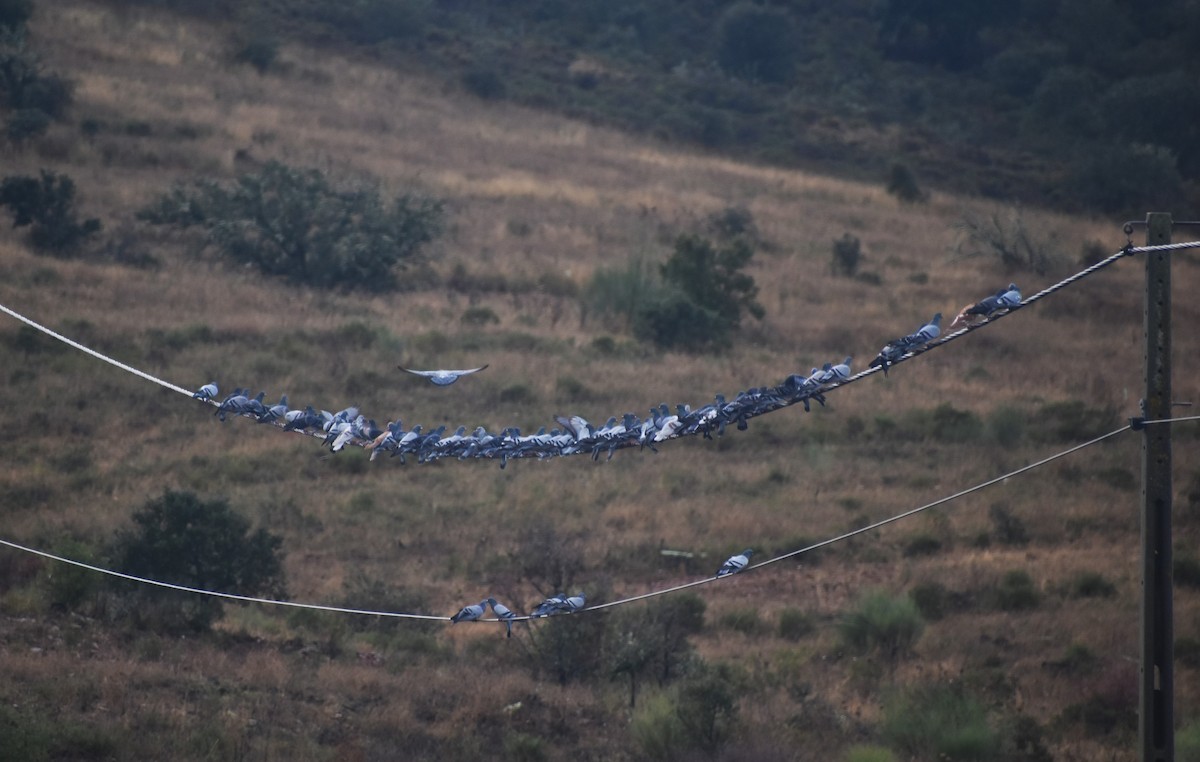 野鴿(野化) - ML646410209