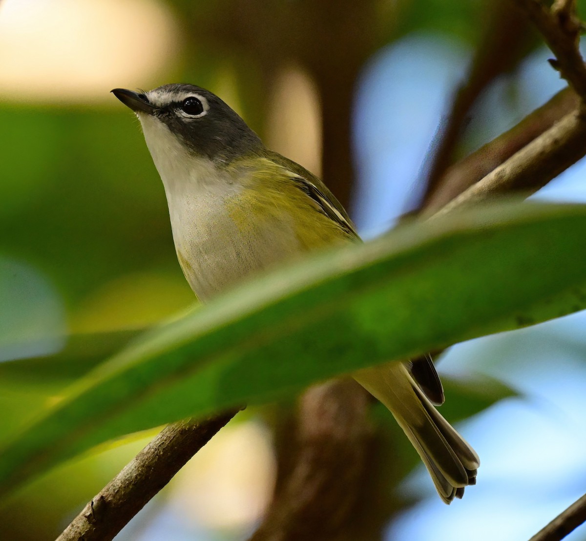 zelenáček brýlový - ML646410210