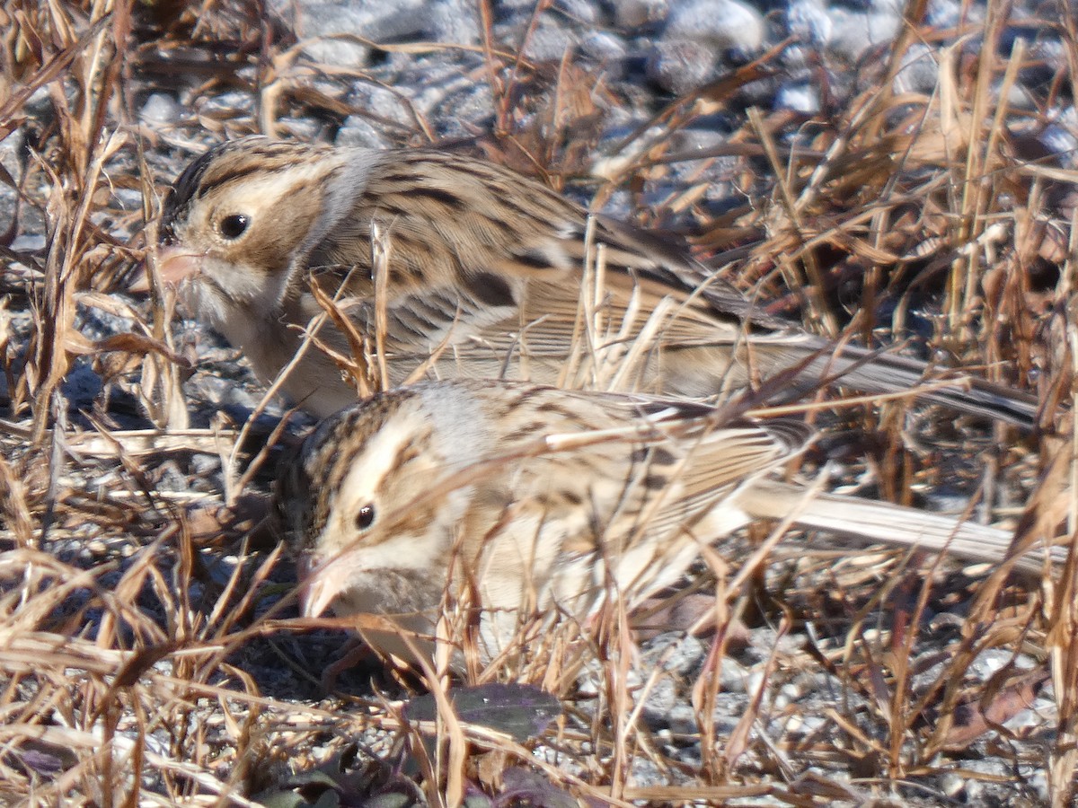 Clay-colored Sparrow - ML646410211
