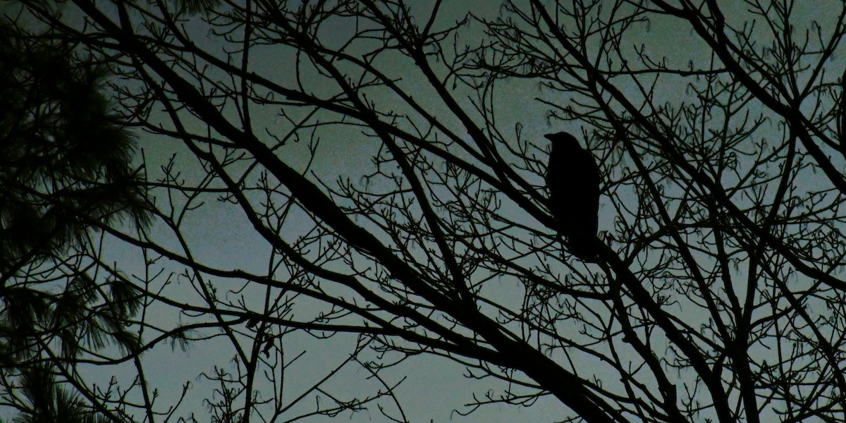 vrána americká - ML646410213