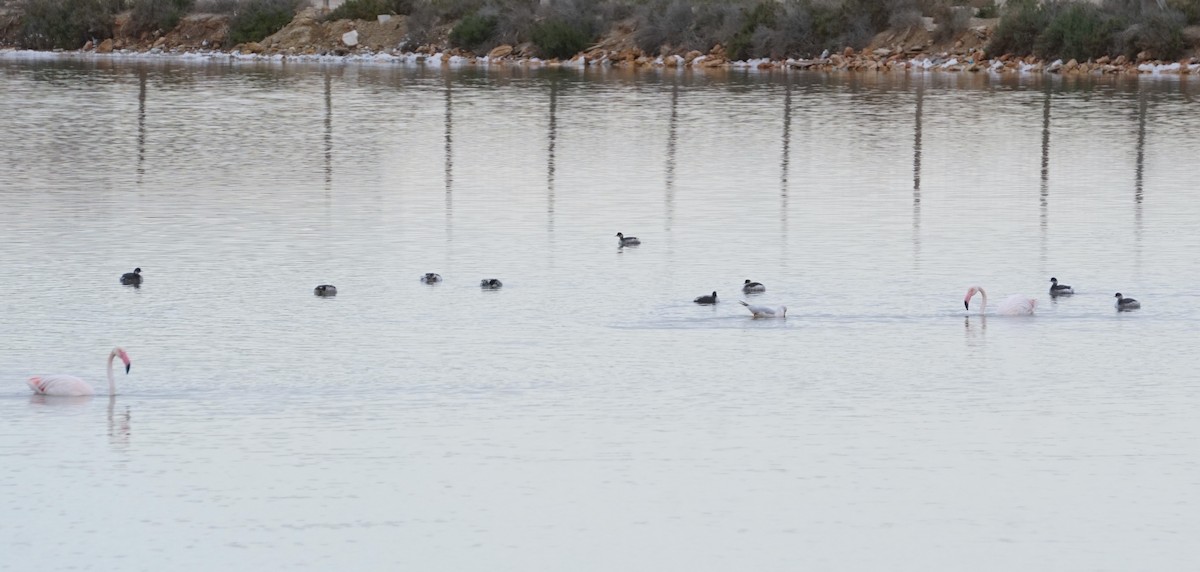 Greater Flamingo - ML646410222