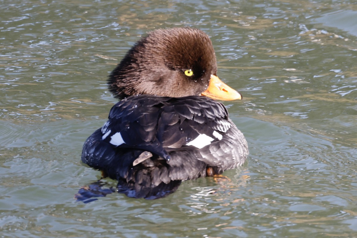 Barrow's Goldeneye - ML646410224