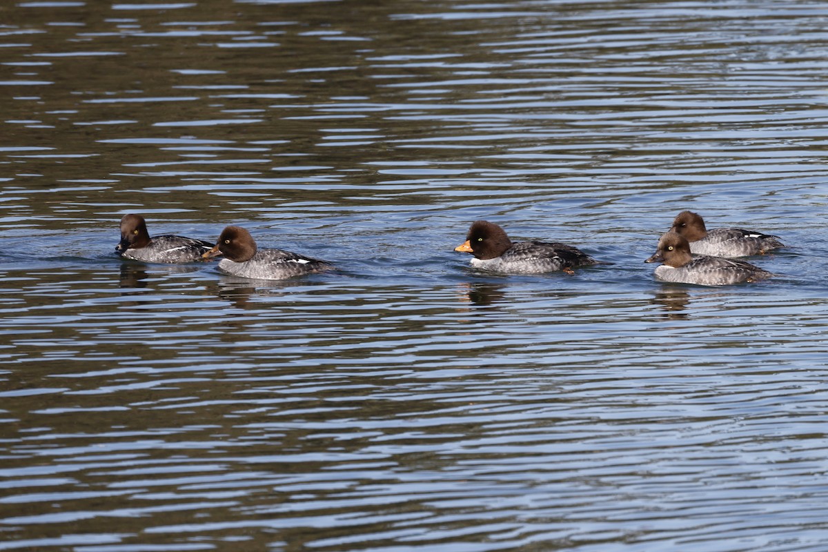Barrow's Goldeneye - ML646410225
