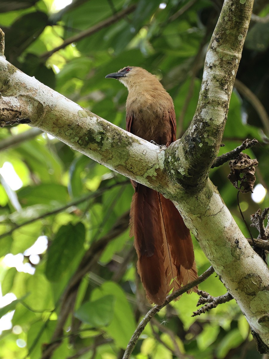 Bay Coucal - ML646410226