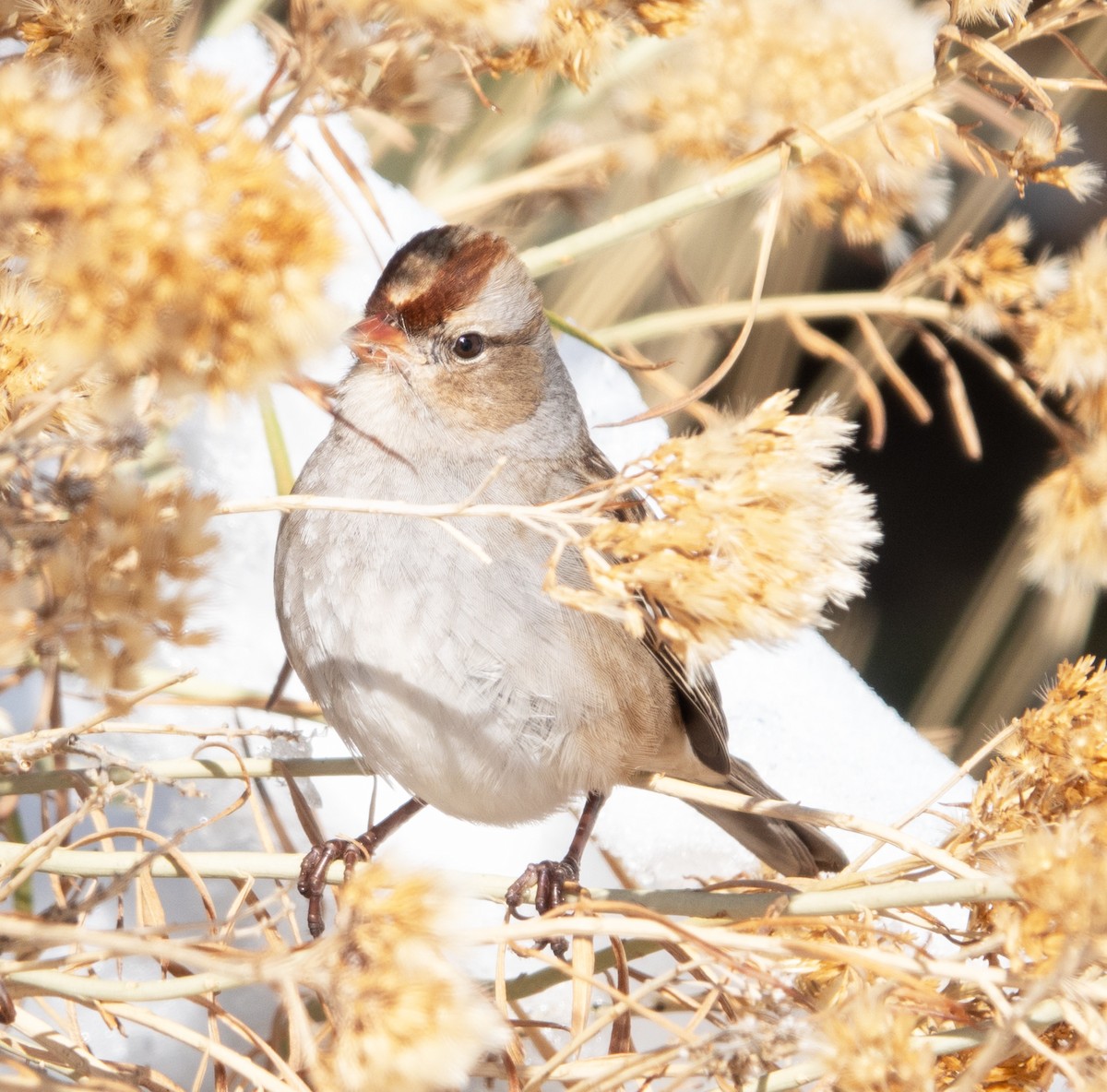 White-crowned Sparrow - ML646410228