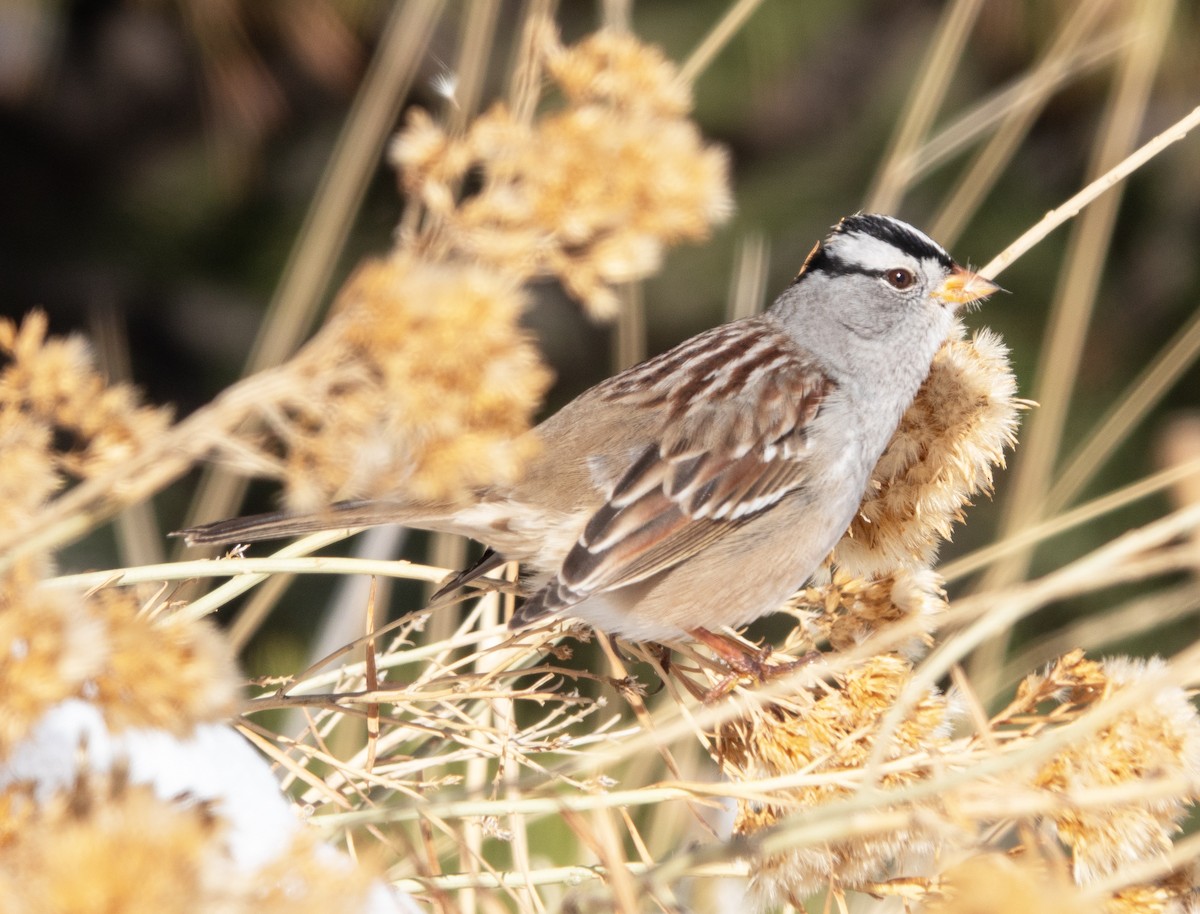 White-crowned Sparrow - ML646410229