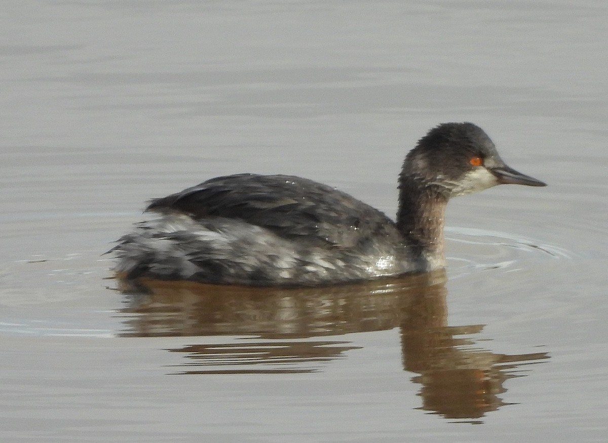 Eared Grebe - ML646410230
