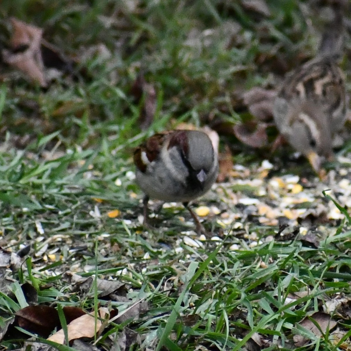 vrabec domácí - ML646410231