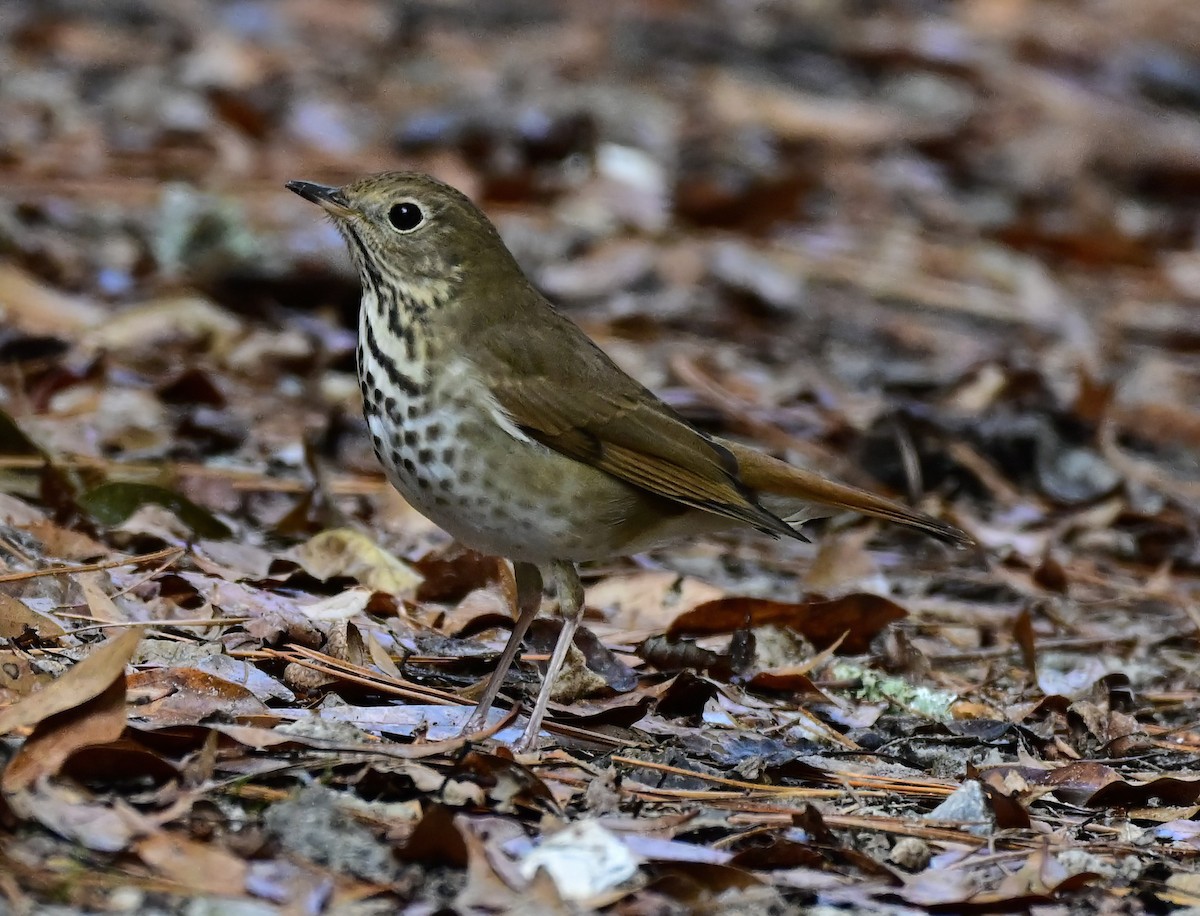 drozd rezavoocasý - ML646410232