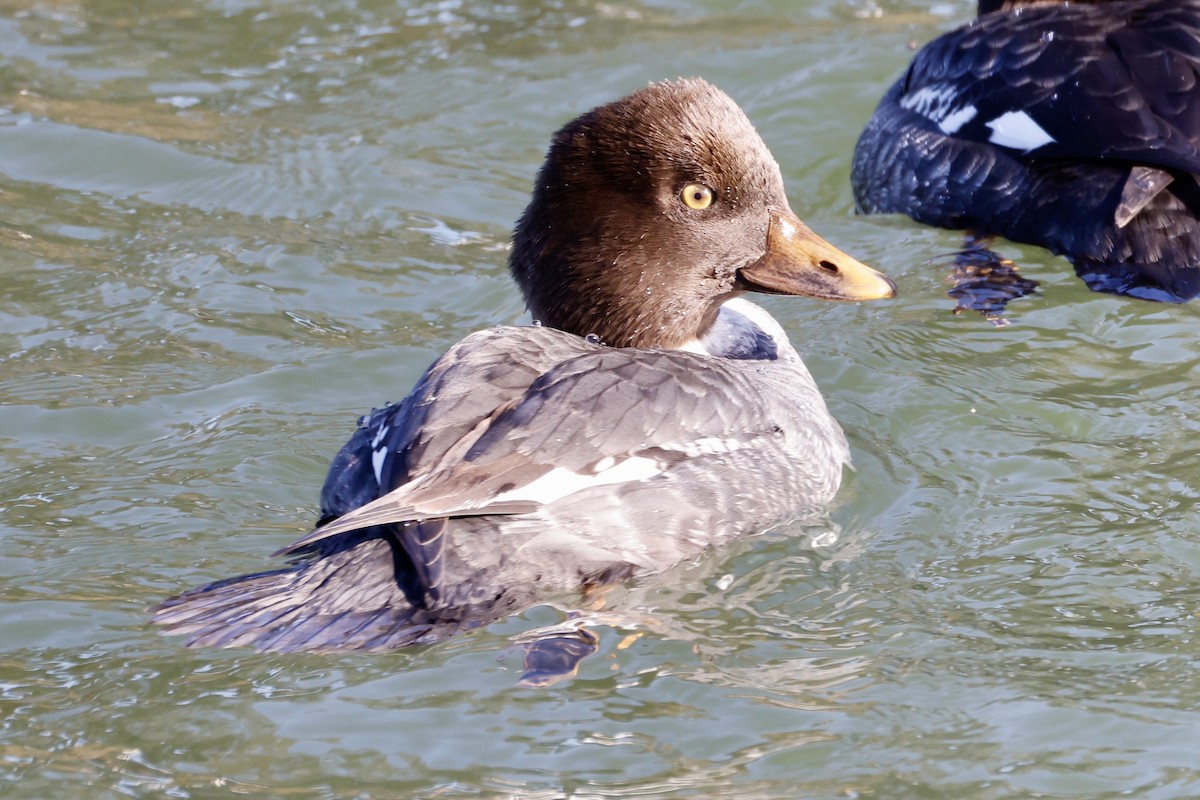 Common Goldeneye - ML646410234