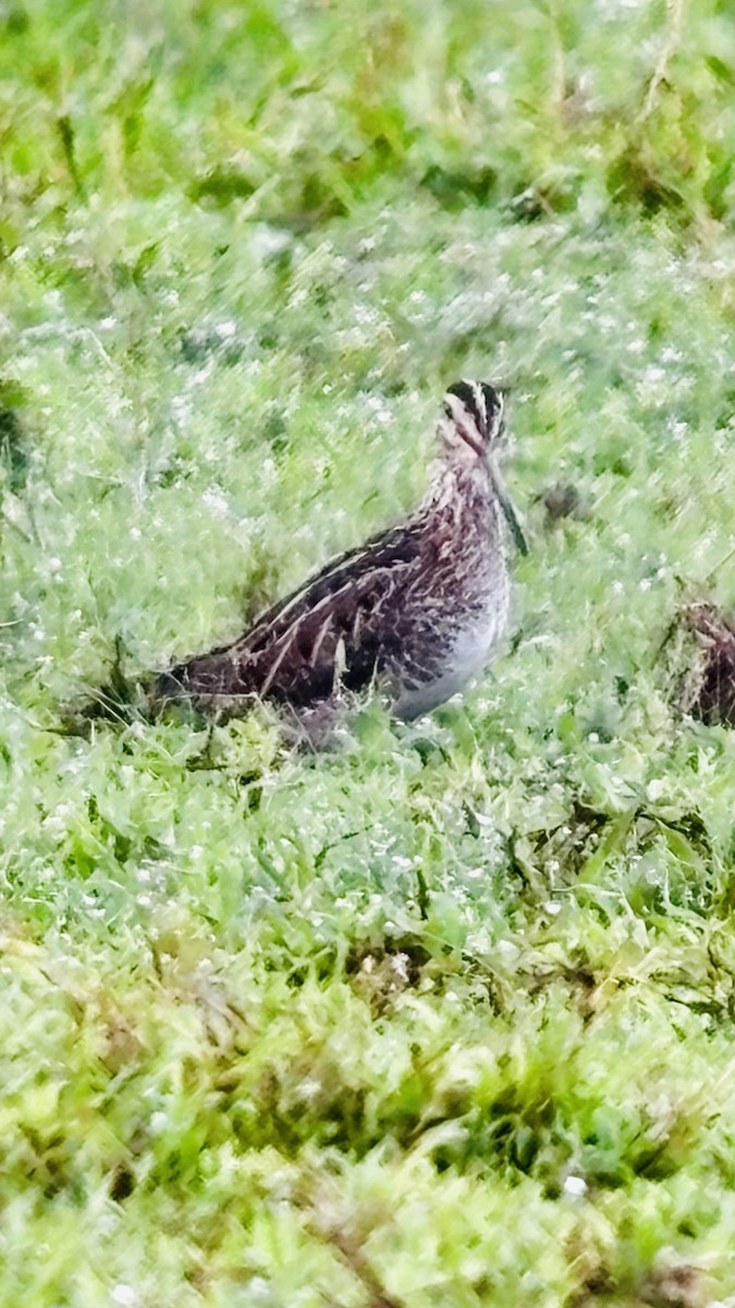 Wilson's Snipe - ML646410236