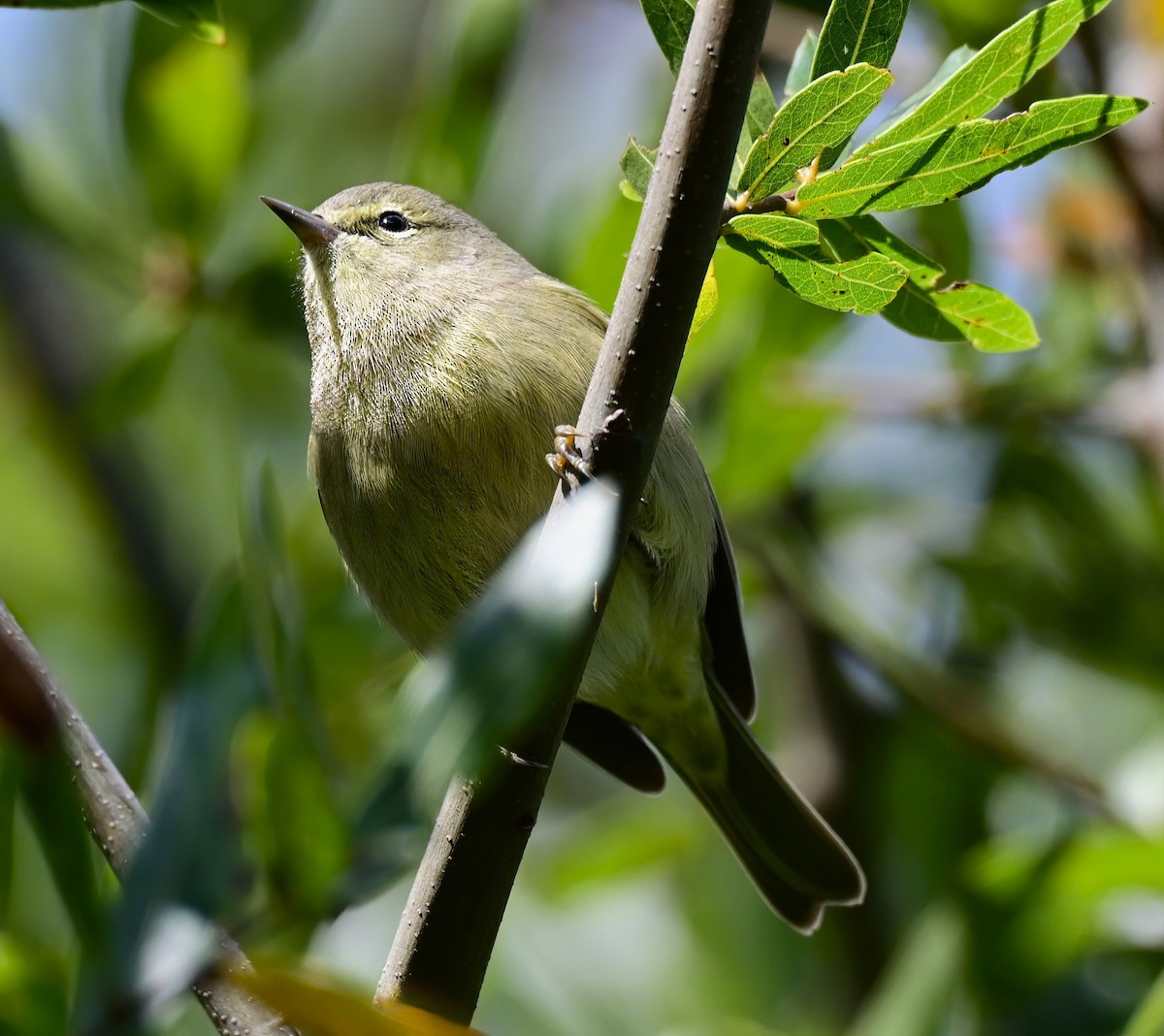 lesňáček hvězdičkový - ML646410237