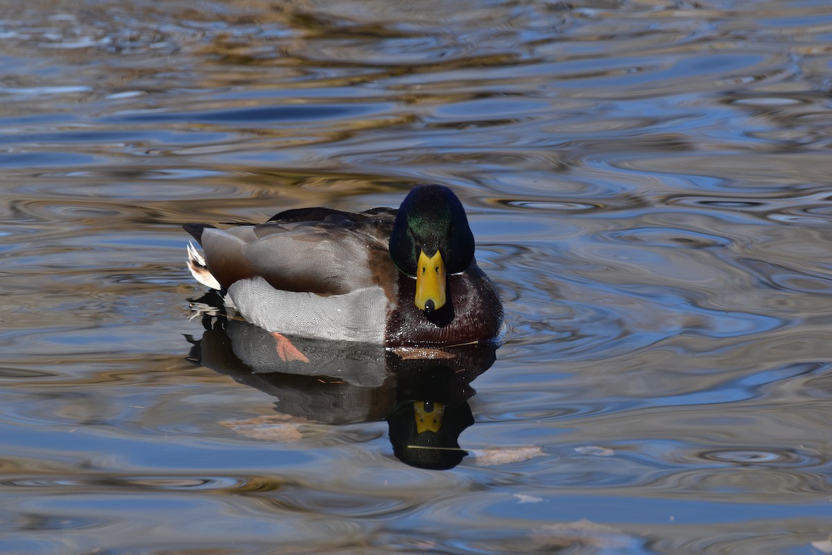 綠頭鴨 - ML646410238