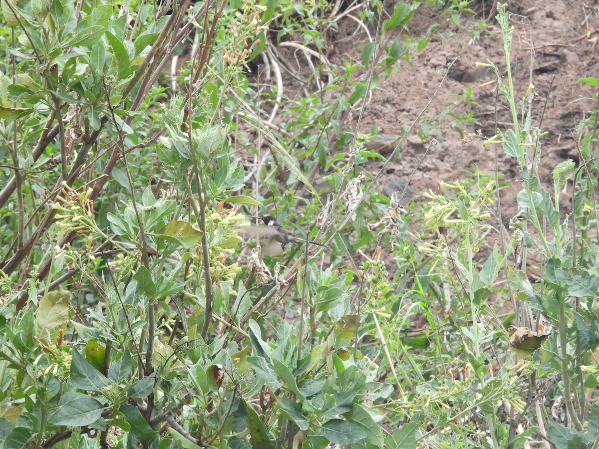 kolibřík výšinový - ML646410240