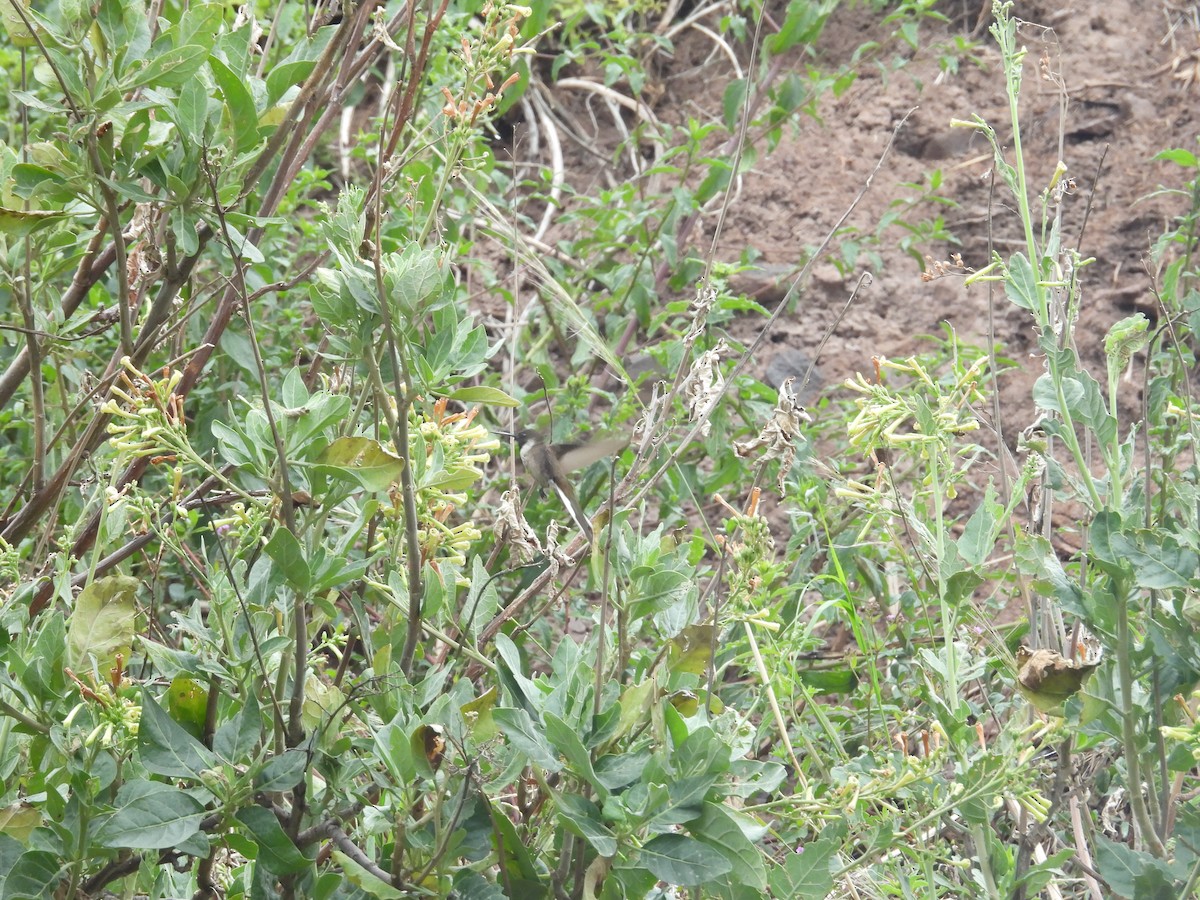 kolibřík výšinový - ML646410241