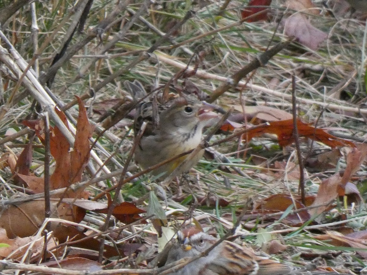 Dickcissel - ML646410243