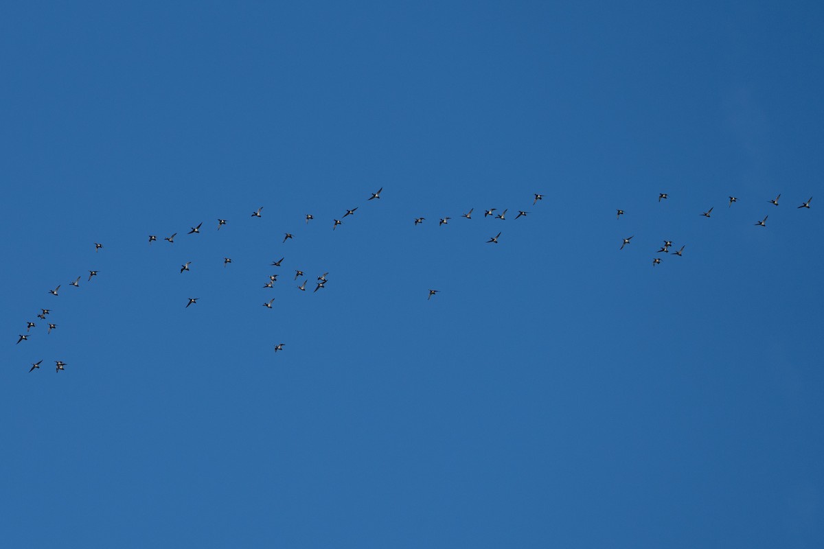 polák proužkozobý - ML646410244