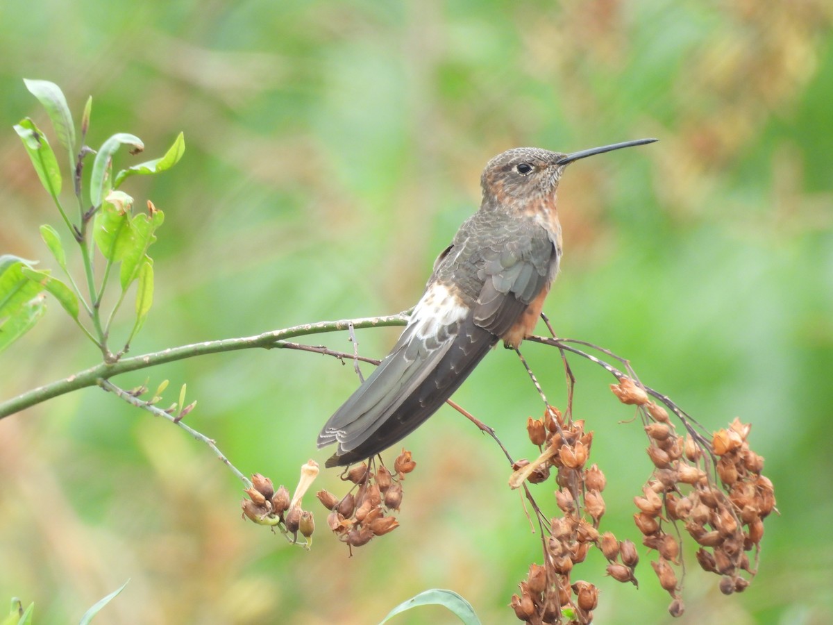 kolibřík velký - ML646410246