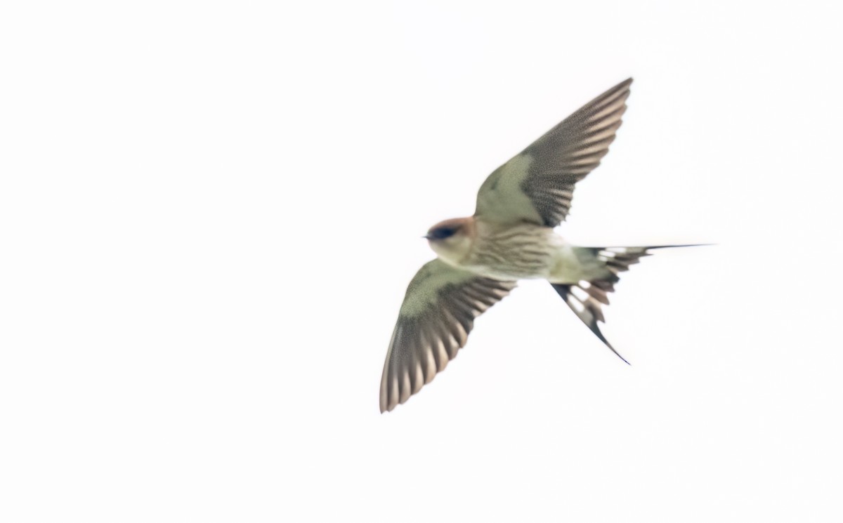 Greater Striped Swallow - ML646410247