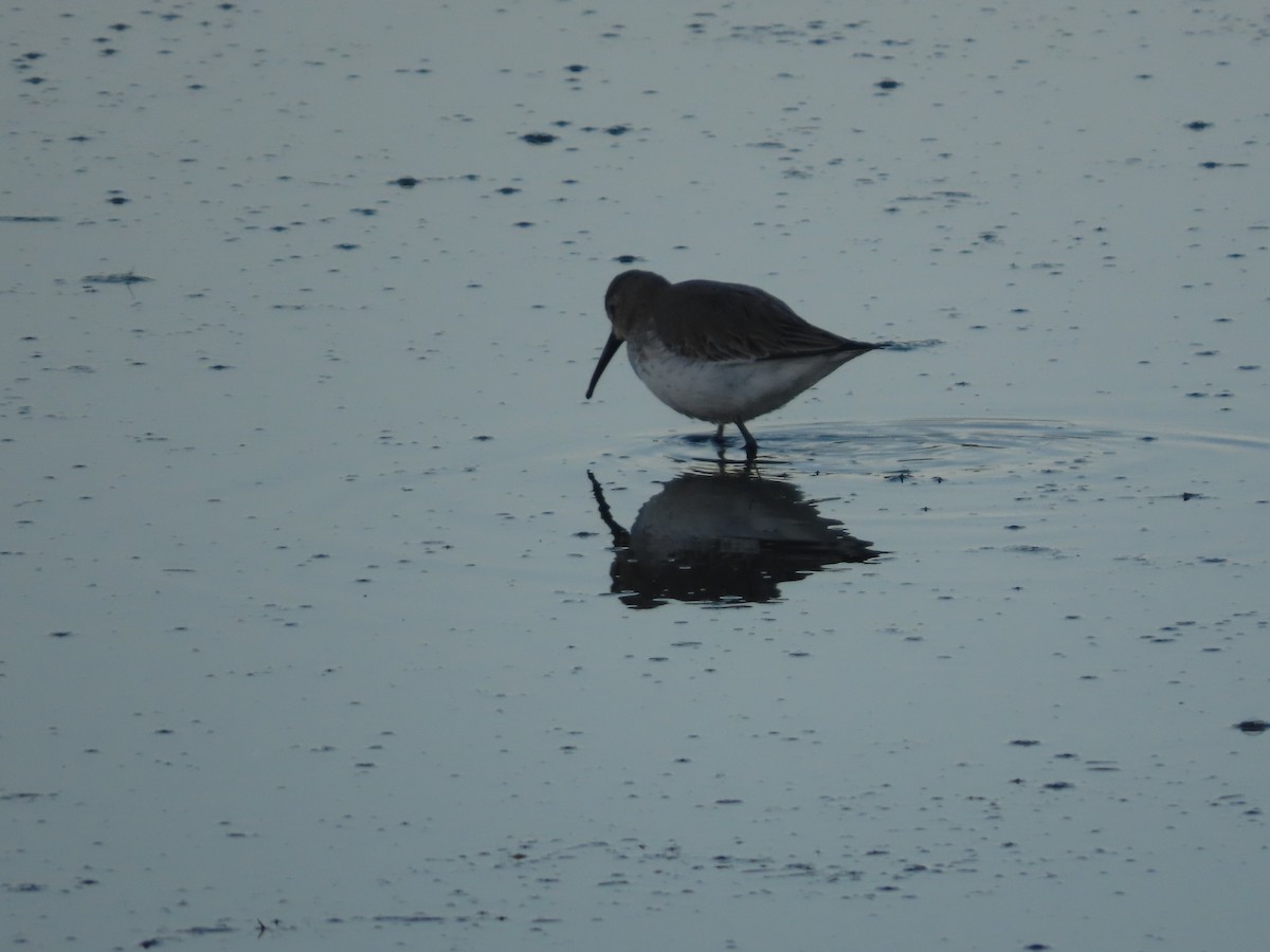 Dunlin - ML646410248