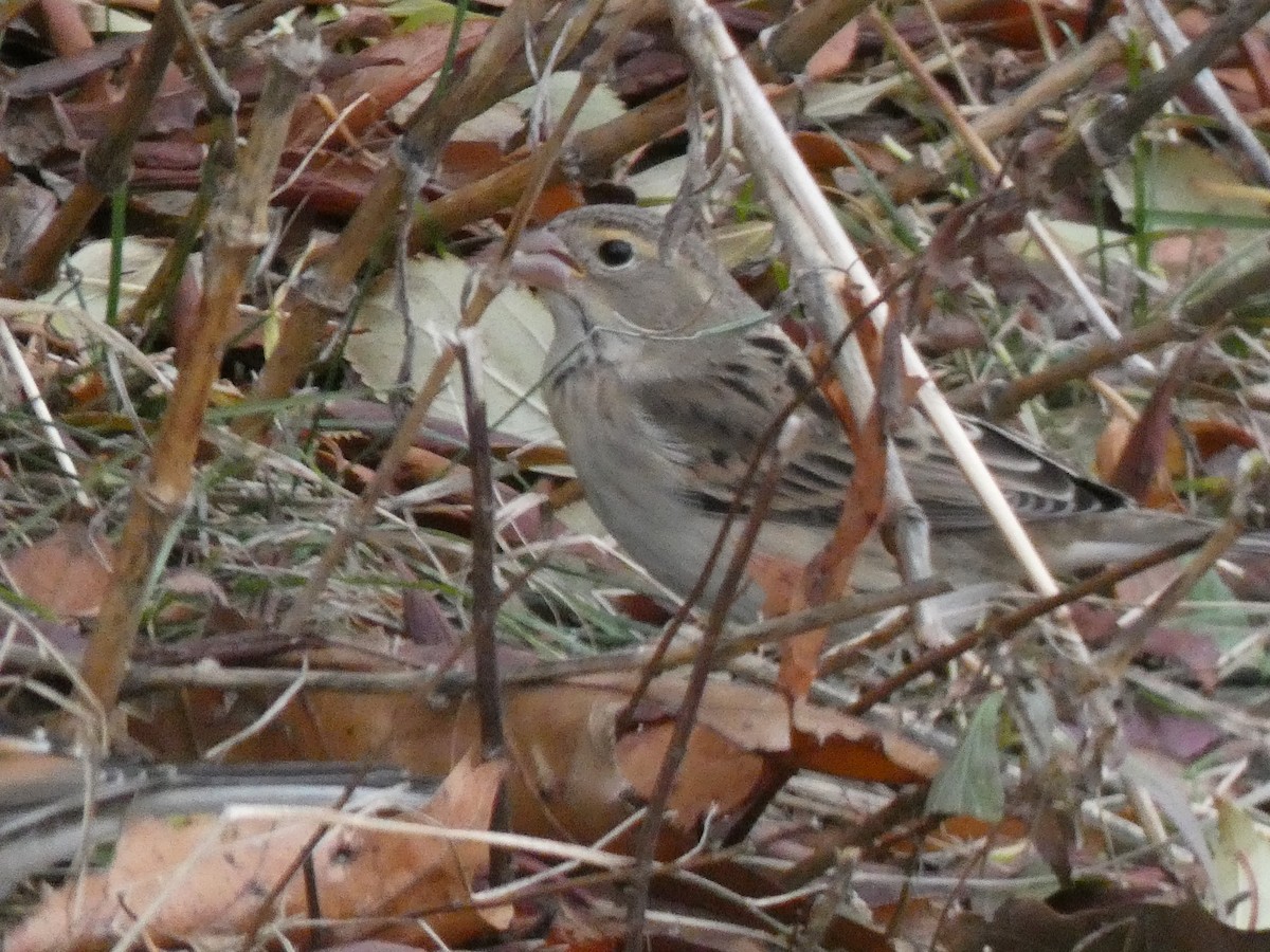 Dickcissel - ML646410249