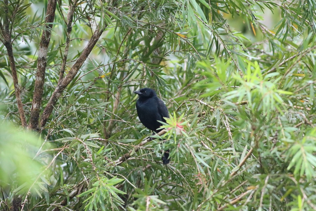 Melodious Blackbird - ML646410250