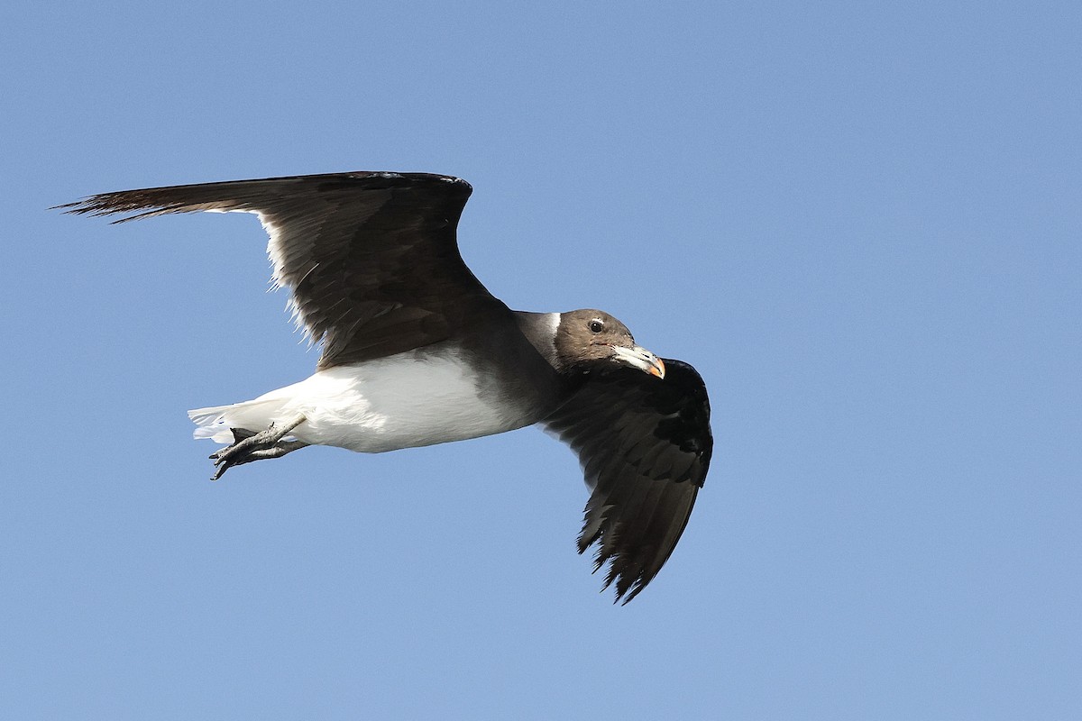 Sooty Gull - ML646410251