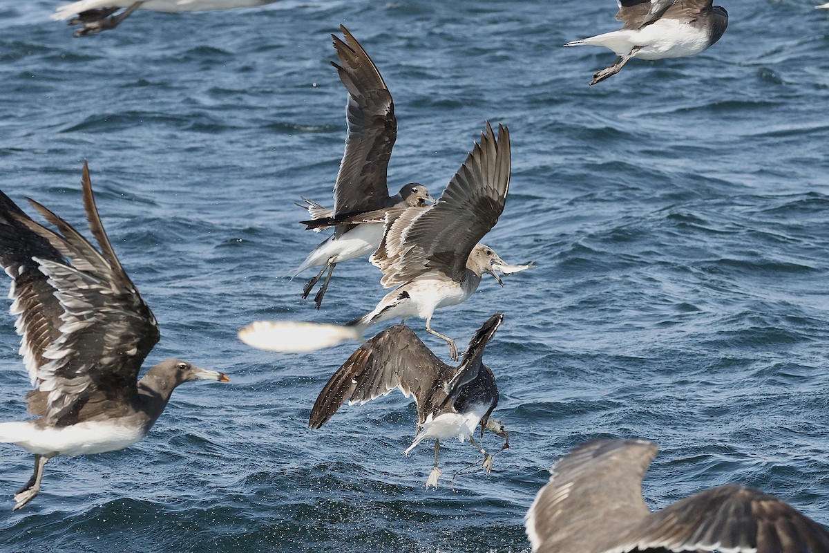 Sooty Gull - ML646410252