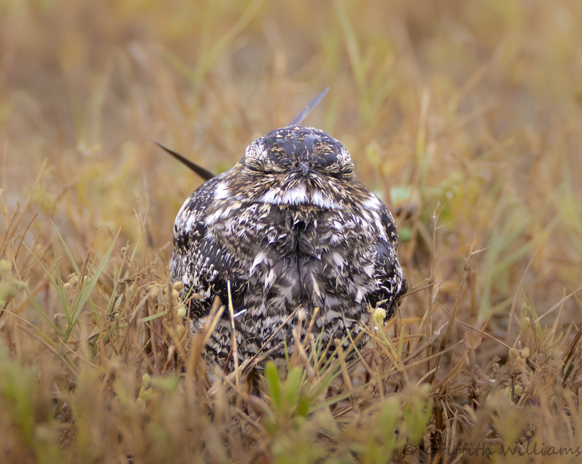 Common Nighthawk - ML646410253