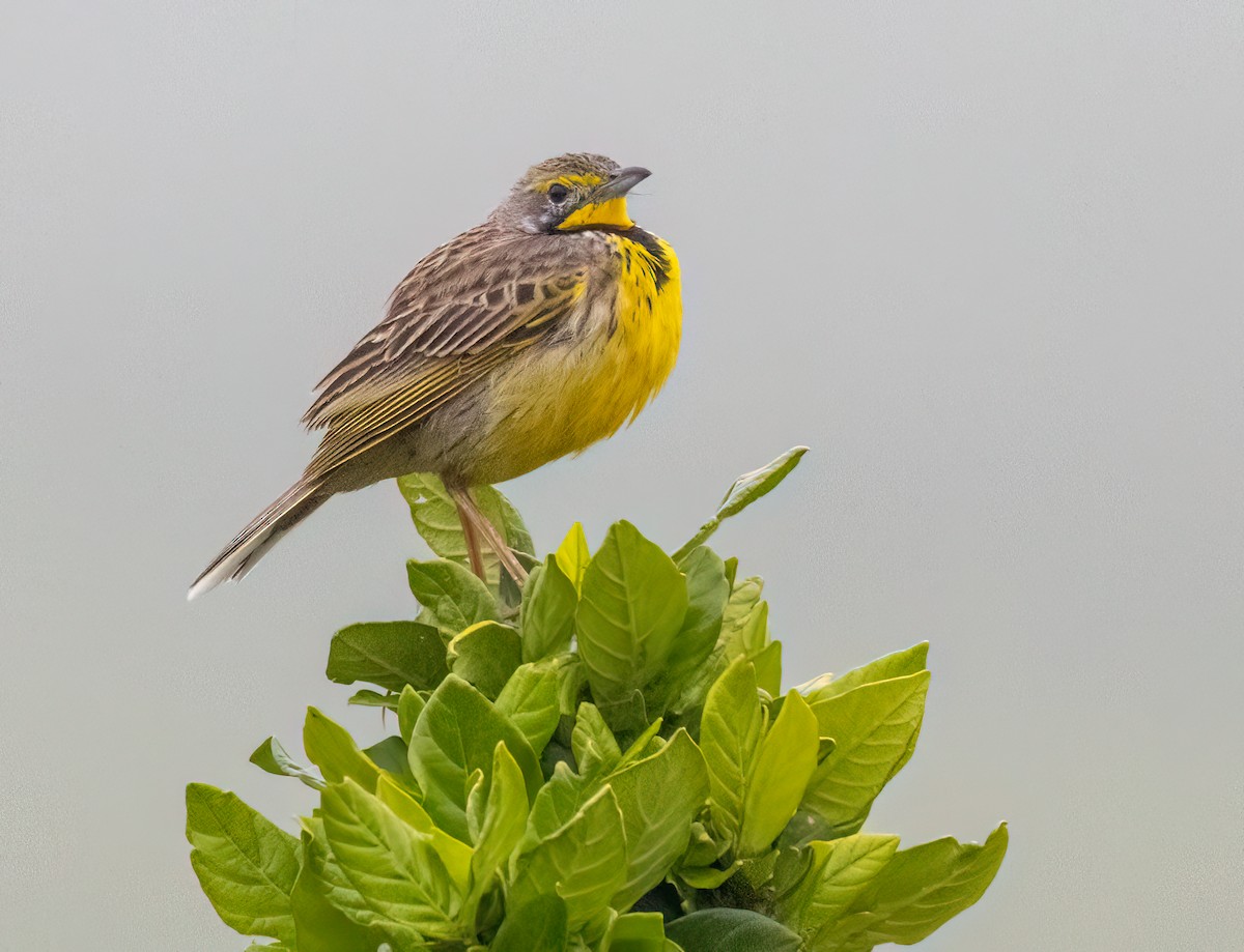 Yellow-throated Longclaw - ML646410257