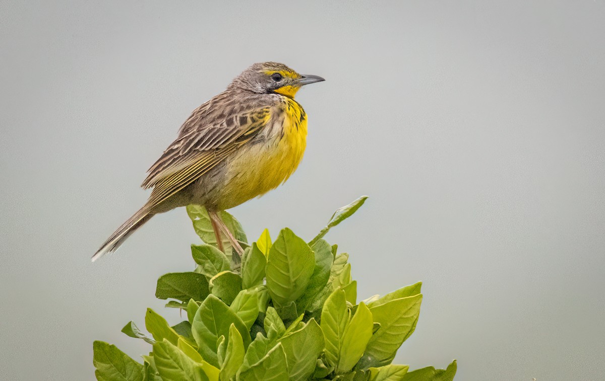 Yellow-throated Longclaw - ML646410258