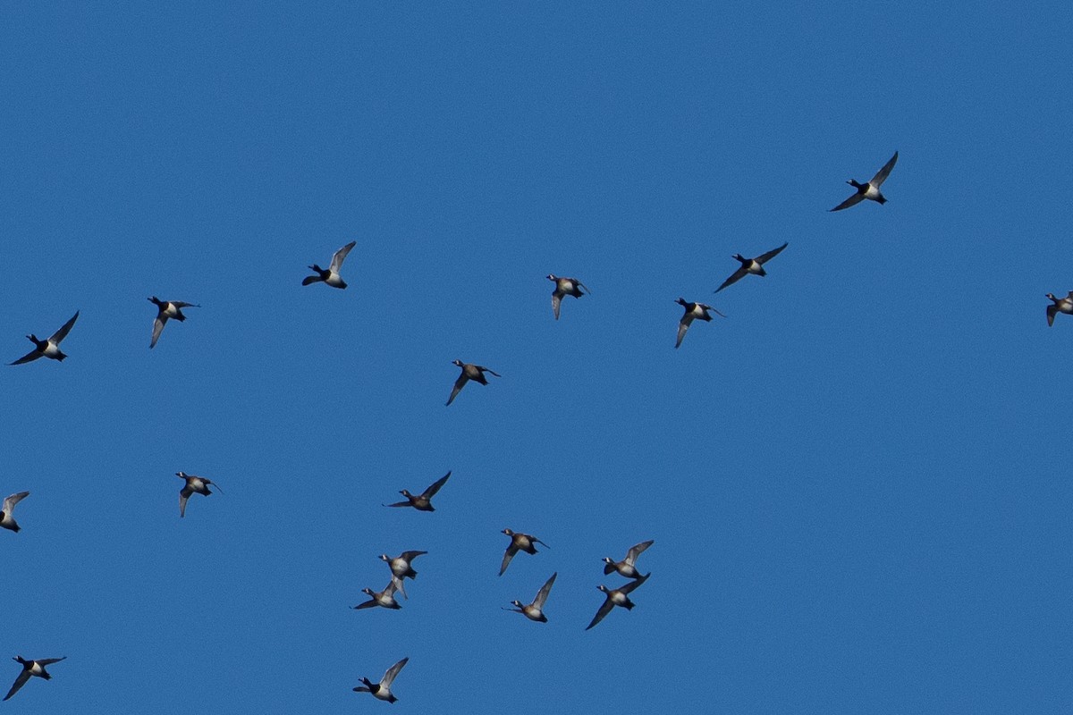 Ring-necked Duck - ML646410260