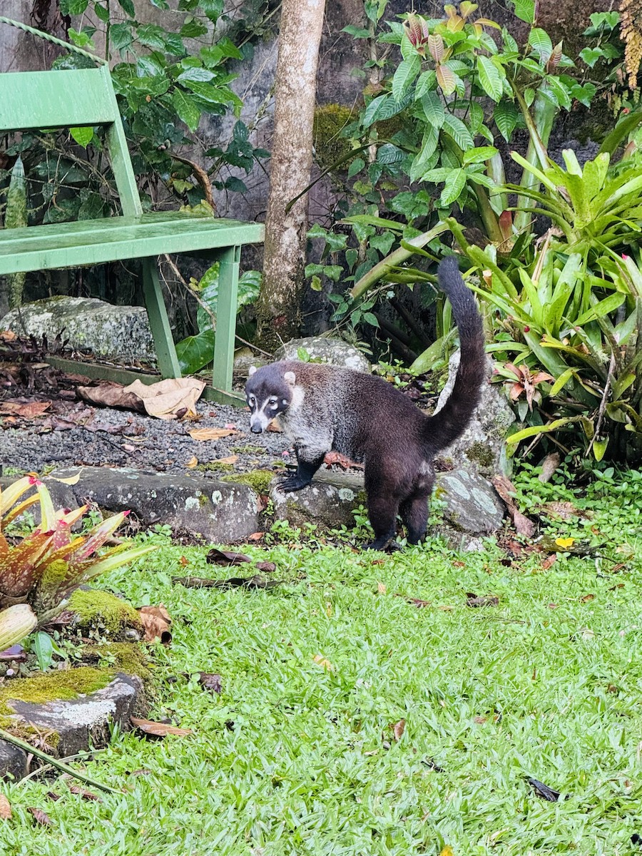 白鼻浣熊 - ML646410261