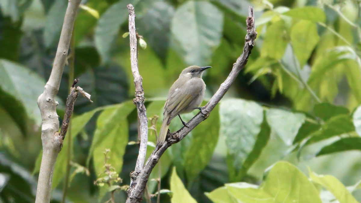 Olive Honeyeater - ML646410262