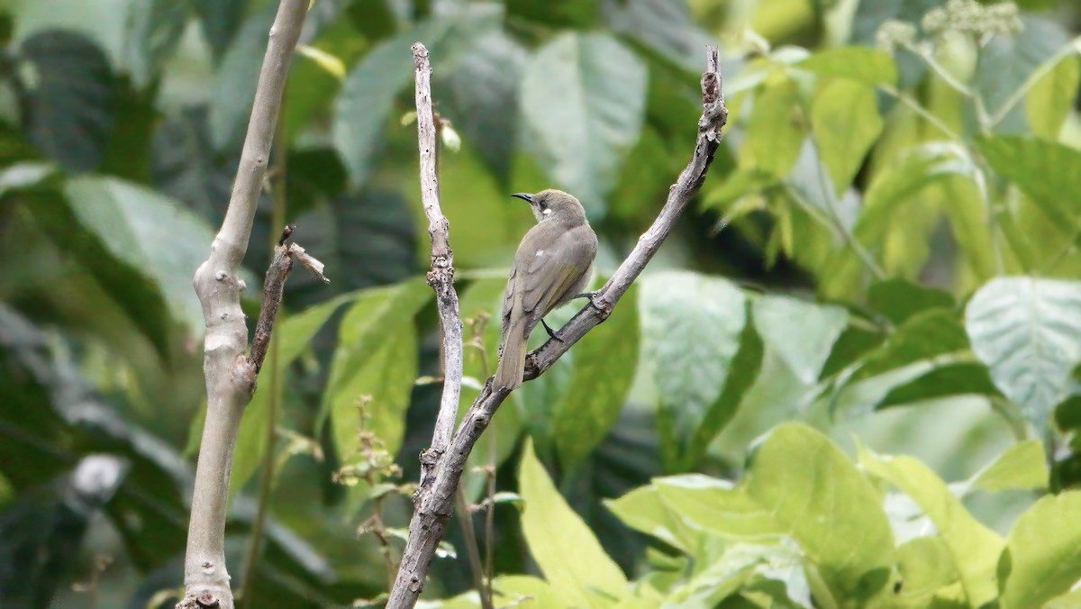 Olive Honeyeater - ML646410263