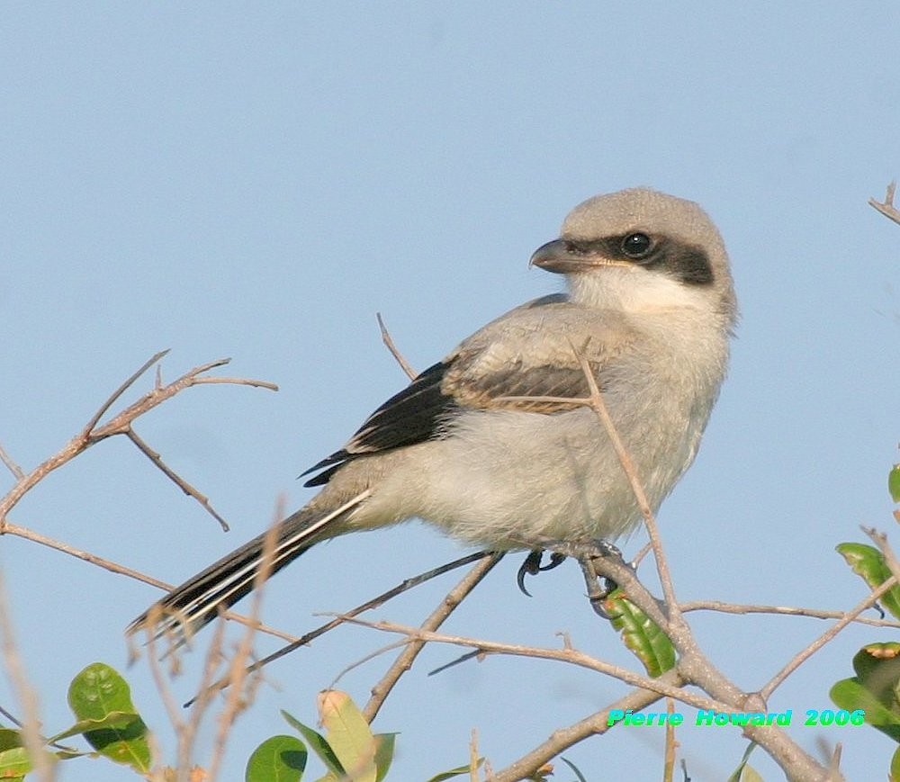 Loggerhead Shrike - ML646410264